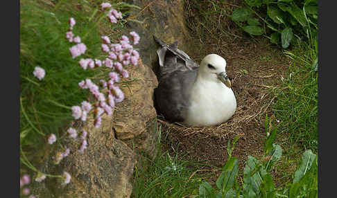 Eissturmvogel (Fulmarus glacialis)