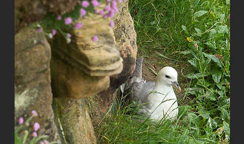 Eissturmvogel (Fulmarus glacialis)