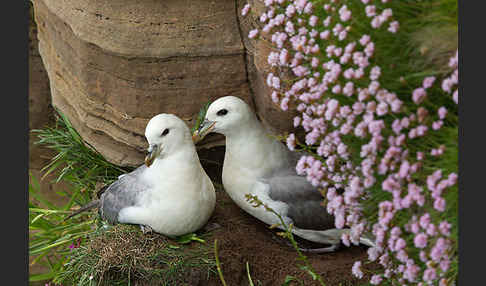 Eissturmvogel (Fulmarus glacialis)