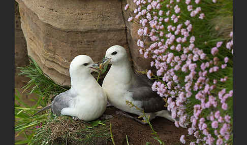 Eissturmvogel (Fulmarus glacialis)