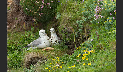 Eissturmvogel (Fulmarus glacialis)