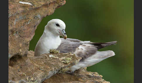 Eissturmvogel (Fulmarus glacialis)