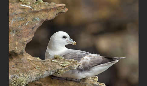 Eissturmvogel (Fulmarus glacialis)