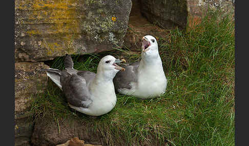 Eissturmvogel (Fulmarus glacialis)