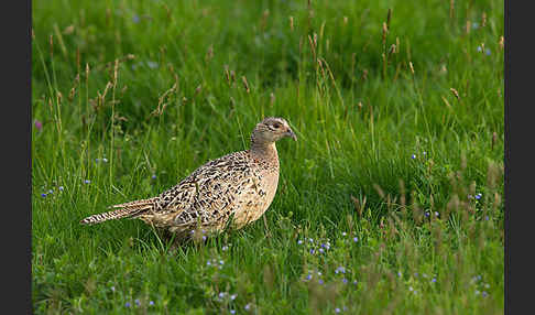 Fasan (Phasianus colchicus)