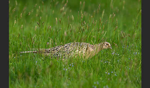 Fasan (Phasianus colchicus)