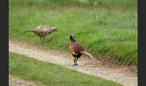 Fasan (Phasianus colchicus)