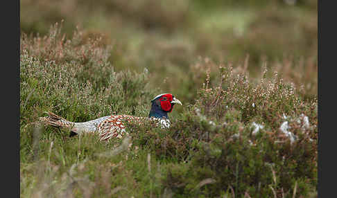 Fasan (Phasianus colchicus)