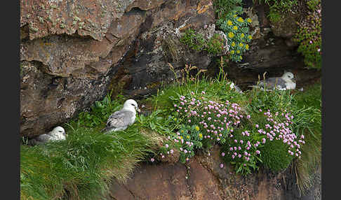 Eissturmvogel (Fulmarus glacialis)