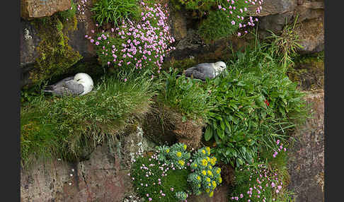 Eissturmvogel (Fulmarus glacialis)