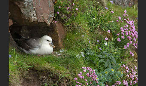 Eissturmvogel (Fulmarus glacialis)