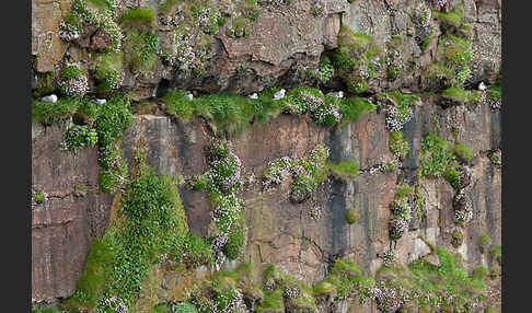 Eissturmvogel (Fulmarus glacialis)