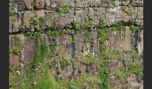 Eissturmvogel (Fulmarus glacialis)