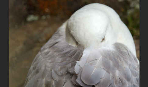 Eissturmvogel (Fulmarus glacialis)