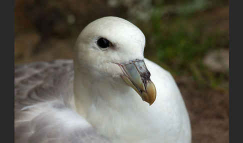 Eissturmvogel (Fulmarus glacialis)