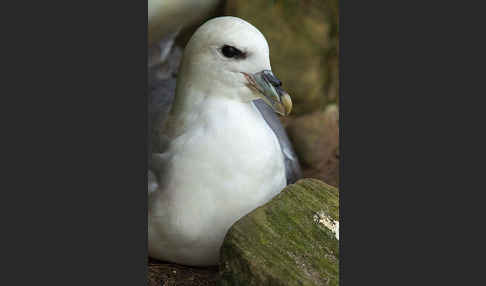 Eissturmvogel (Fulmarus glacialis)