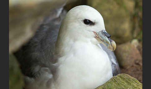 Eissturmvogel (Fulmarus glacialis)