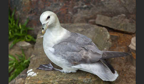 Eissturmvogel (Fulmarus glacialis)