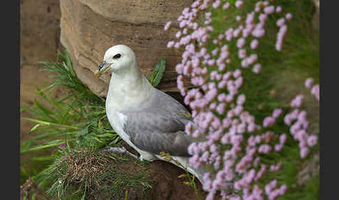 Eissturmvogel (Fulmarus glacialis)