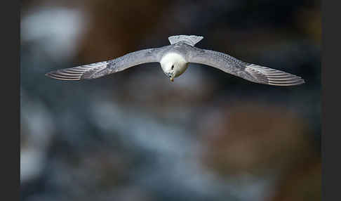 Eissturmvogel (Fulmarus glacialis)