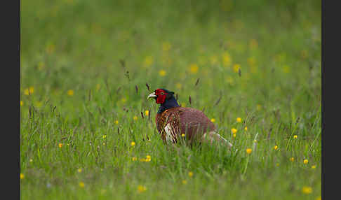 Fasan (Phasianus colchicus)