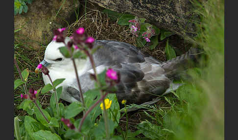 Eissturmvogel (Fulmarus glacialis)