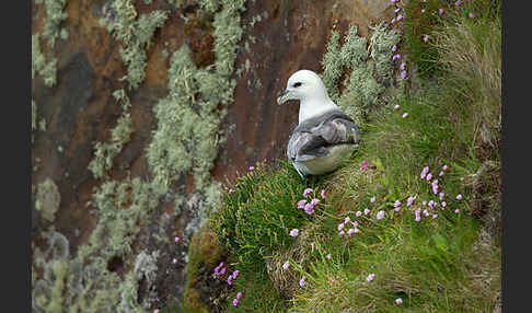 Eissturmvogel (Fulmarus glacialis)