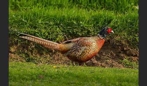 Fasan (Phasianus colchicus)