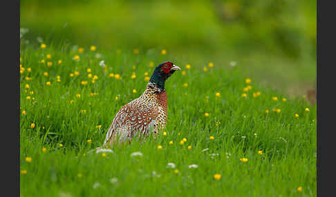 Fasan (Phasianus colchicus)