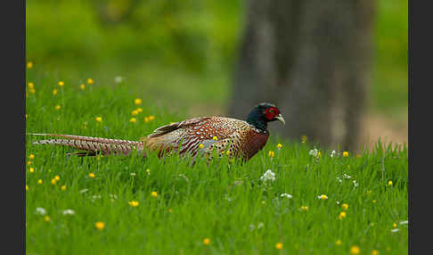 Fasan (Phasianus colchicus)