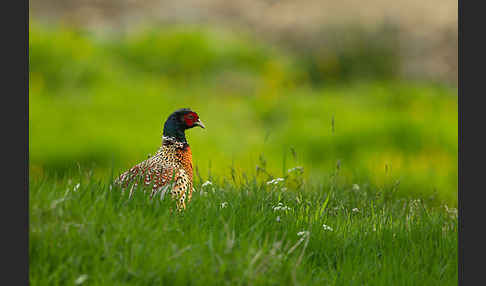 Fasan (Phasianus colchicus)