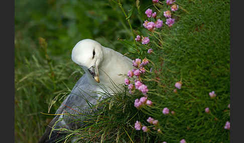 Eissturmvogel (Fulmarus glacialis)