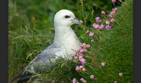 Eissturmvogel (Fulmarus glacialis)