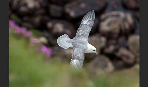 Eissturmvogel (Fulmarus glacialis)