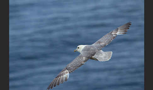 Eissturmvogel (Fulmarus glacialis)