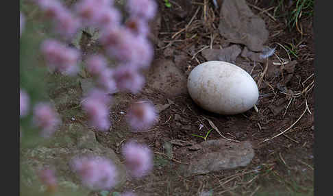 Eissturmvogel (Fulmarus glacialis)