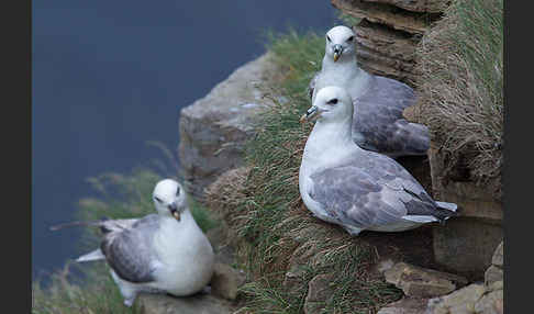 Eissturmvogel (Fulmarus glacialis)