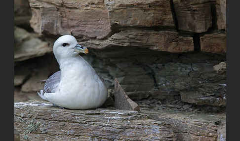 Eissturmvogel (Fulmarus glacialis)