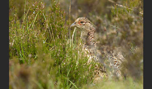 Fasan (Phasianus colchicus)