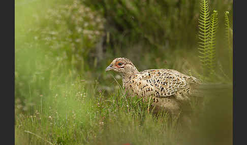 Fasan (Phasianus colchicus)