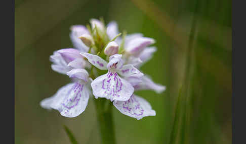 Geflecktes Knabenkraut (Dactylorhiza maculata)