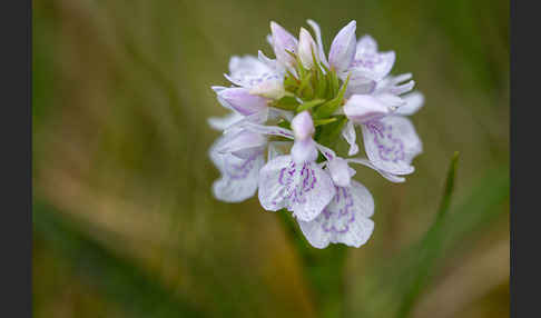 Geflecktes Knabenkraut (Dactylorhiza maculata)