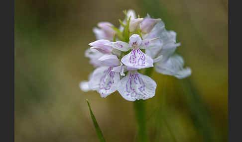 Geflecktes Knabenkraut (Dactylorhiza maculata)