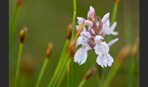 Geflecktes Knabenkraut (Dactylorhiza maculata)