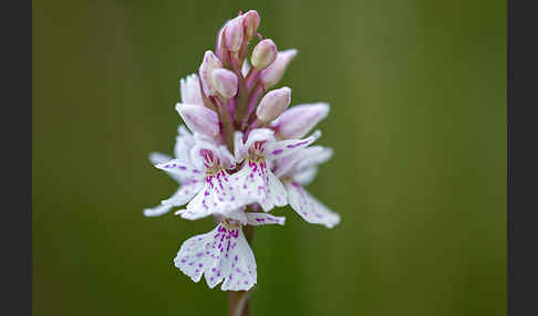 Geflecktes Knabenkraut (Dactylorhiza maculata)