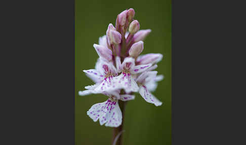 Geflecktes Knabenkraut (Dactylorhiza maculata)