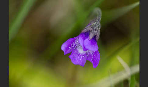 Gemeines Fettkraut (Pinguicula vulgaris)