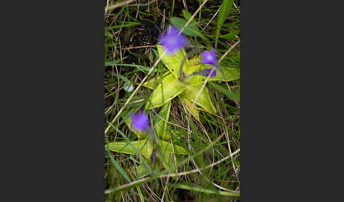 Gemeines Fettkraut (Pinguicula vulgaris)