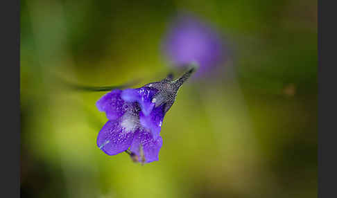 Gemeines Fettkraut (Pinguicula vulgaris)