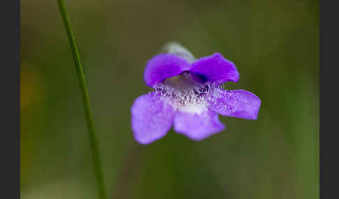 Gemeines Fettkraut (Pinguicula vulgaris)